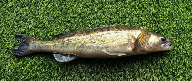 德州陵城育珍鲜！渔库农业以梭鲈铸就北方高端水产新标杆