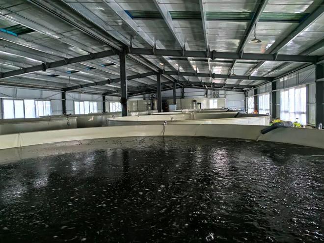 德州陵城育珍鲜！渔库农业以梭鲈铸就北方高端水产新标杆(图3)